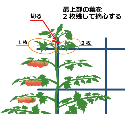 トマトカレンダー